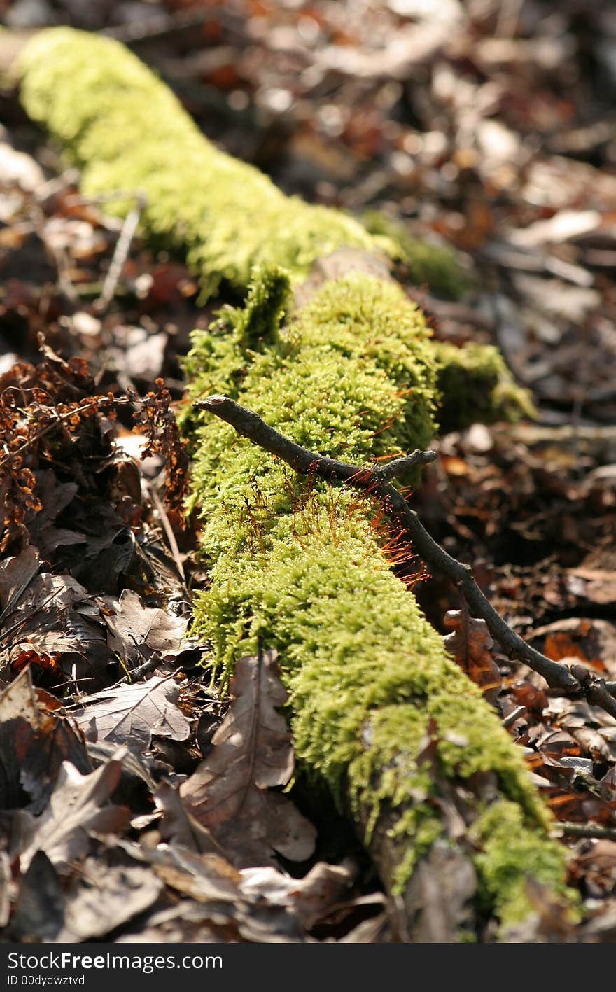 Mossed branch