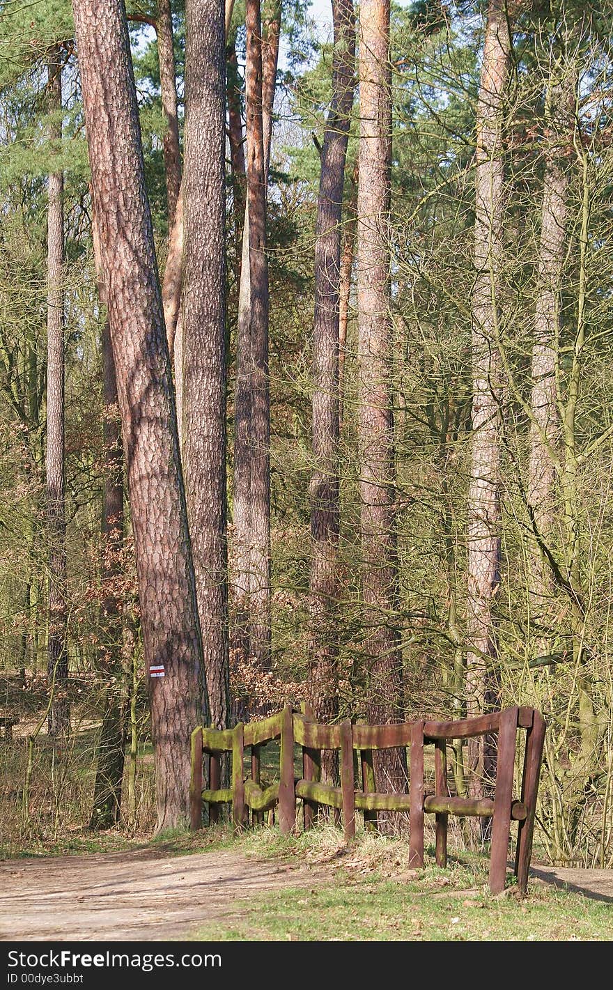 Tourist trail inside forest - early spring