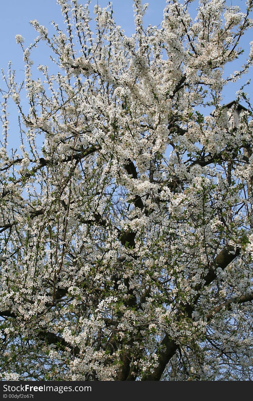 Blooming spring flowers of plum tree. Blooming spring flowers of plum tree