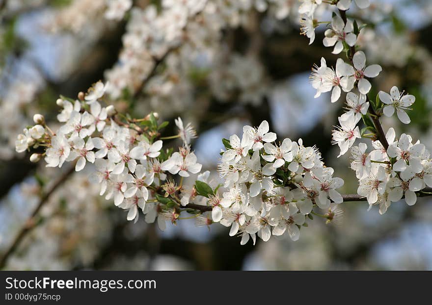 Blooming spring flowers of plum tree. Blooming spring flowers of plum tree