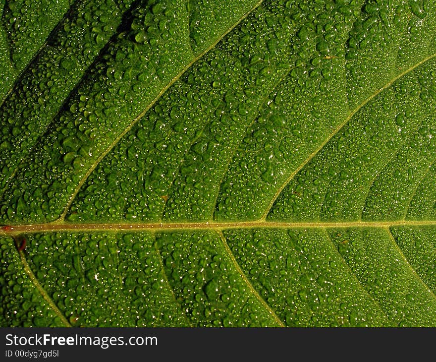 Summer morning - dew on green leaf. Summer morning - dew on green leaf