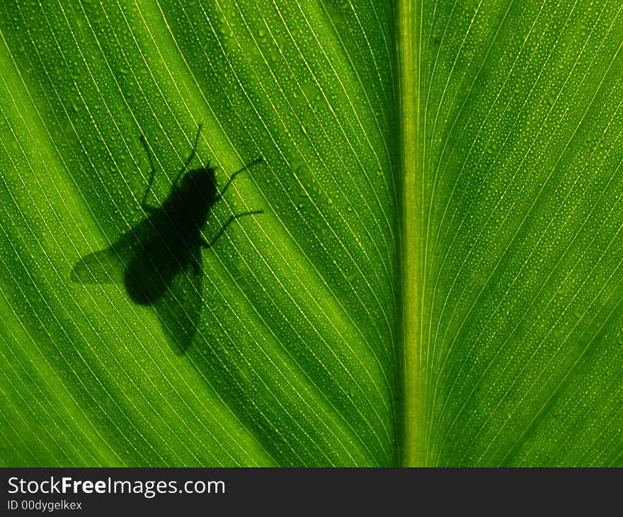 Summer morning - shadow of fly on green leaf