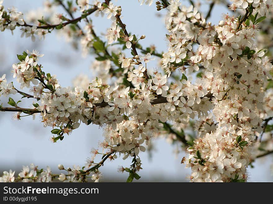 Blooming Flowers