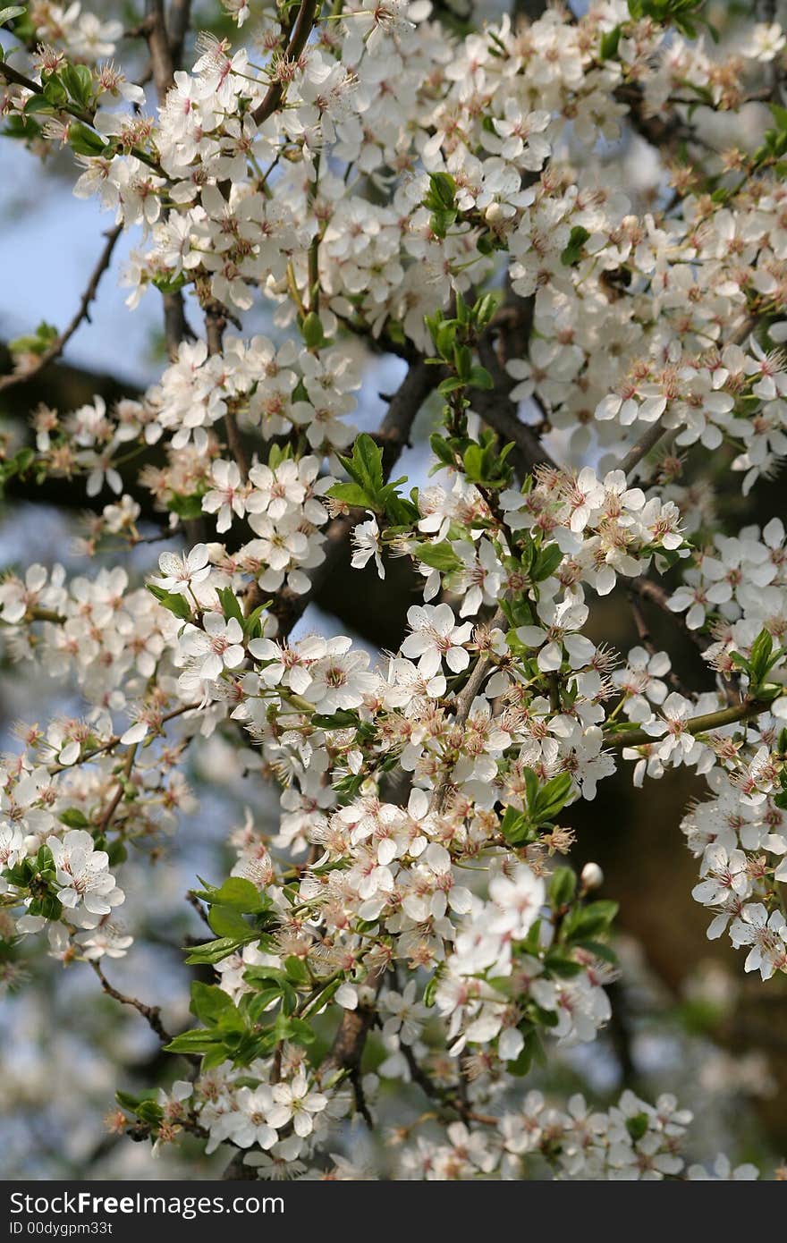 Blooming Flowers