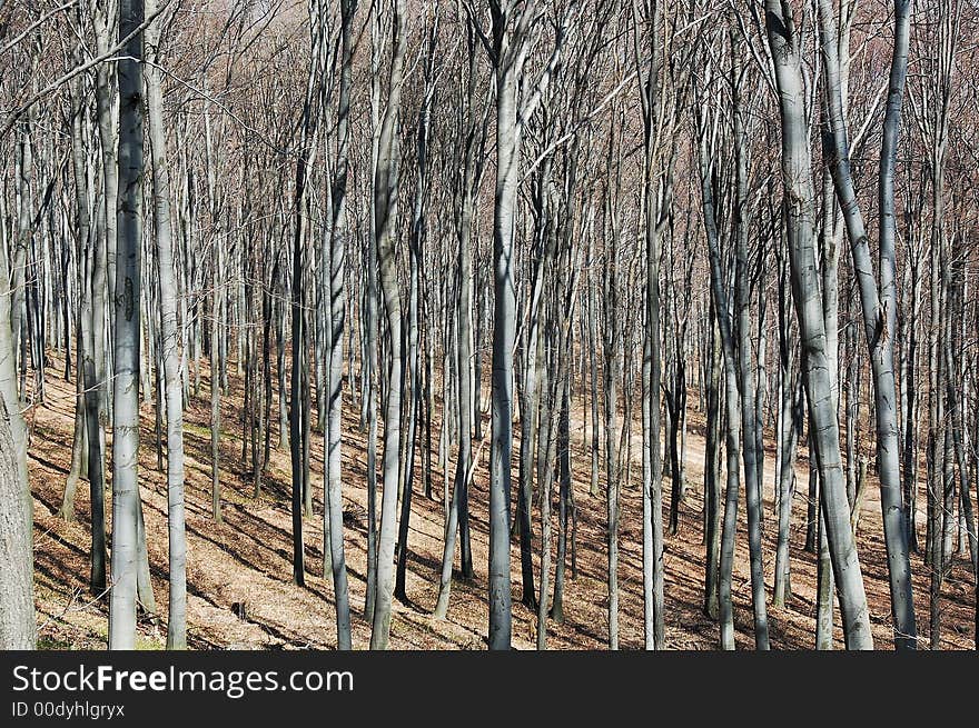 Spring forest in Mátra (Hungary)