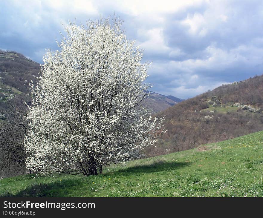 Blossom tree