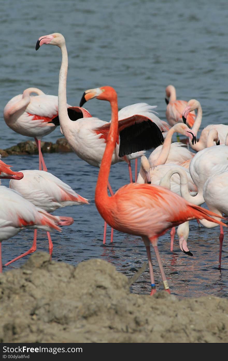 Rose flamingos standing in water