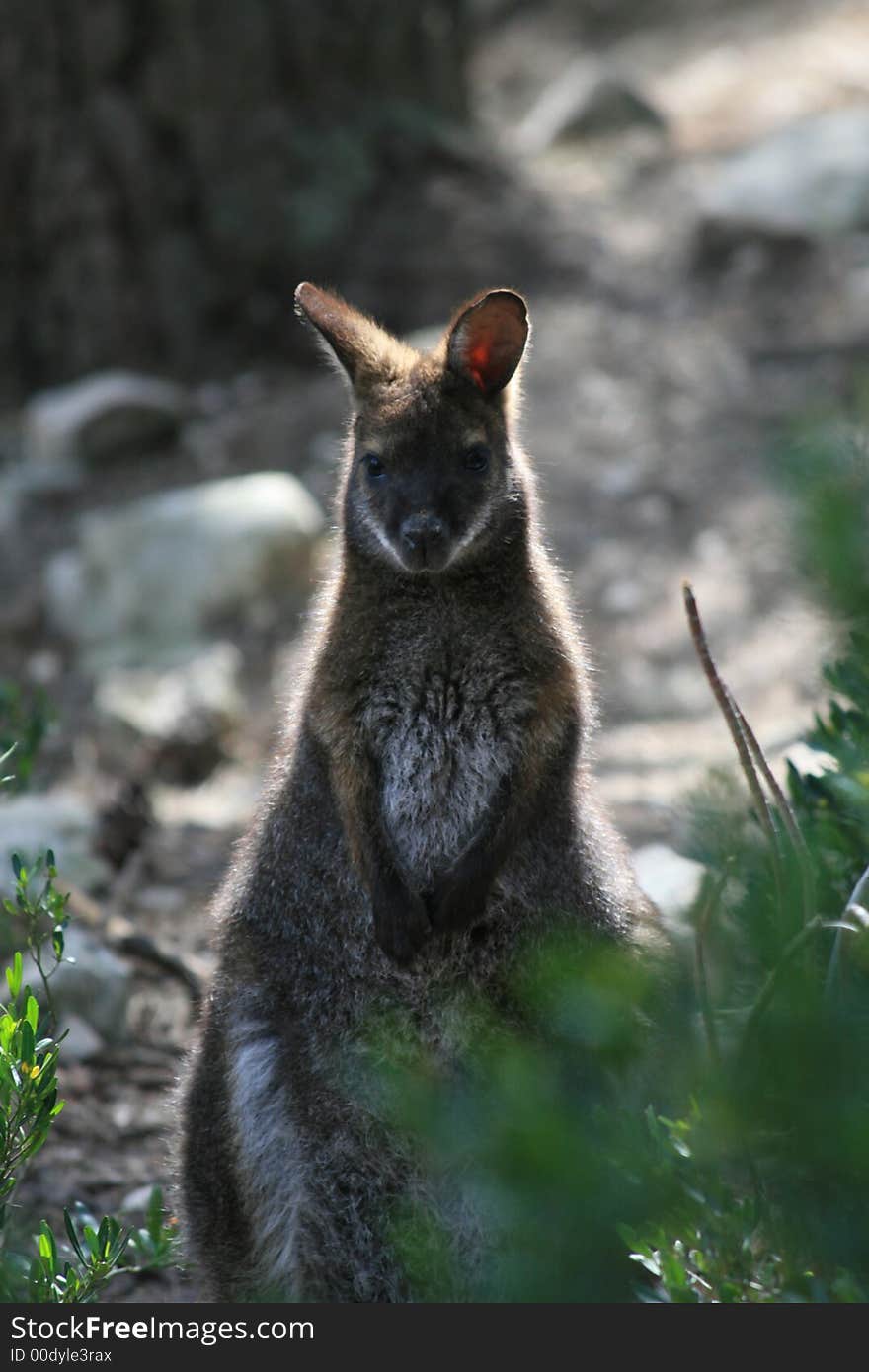 Portrait of Kangaroo in the zoo