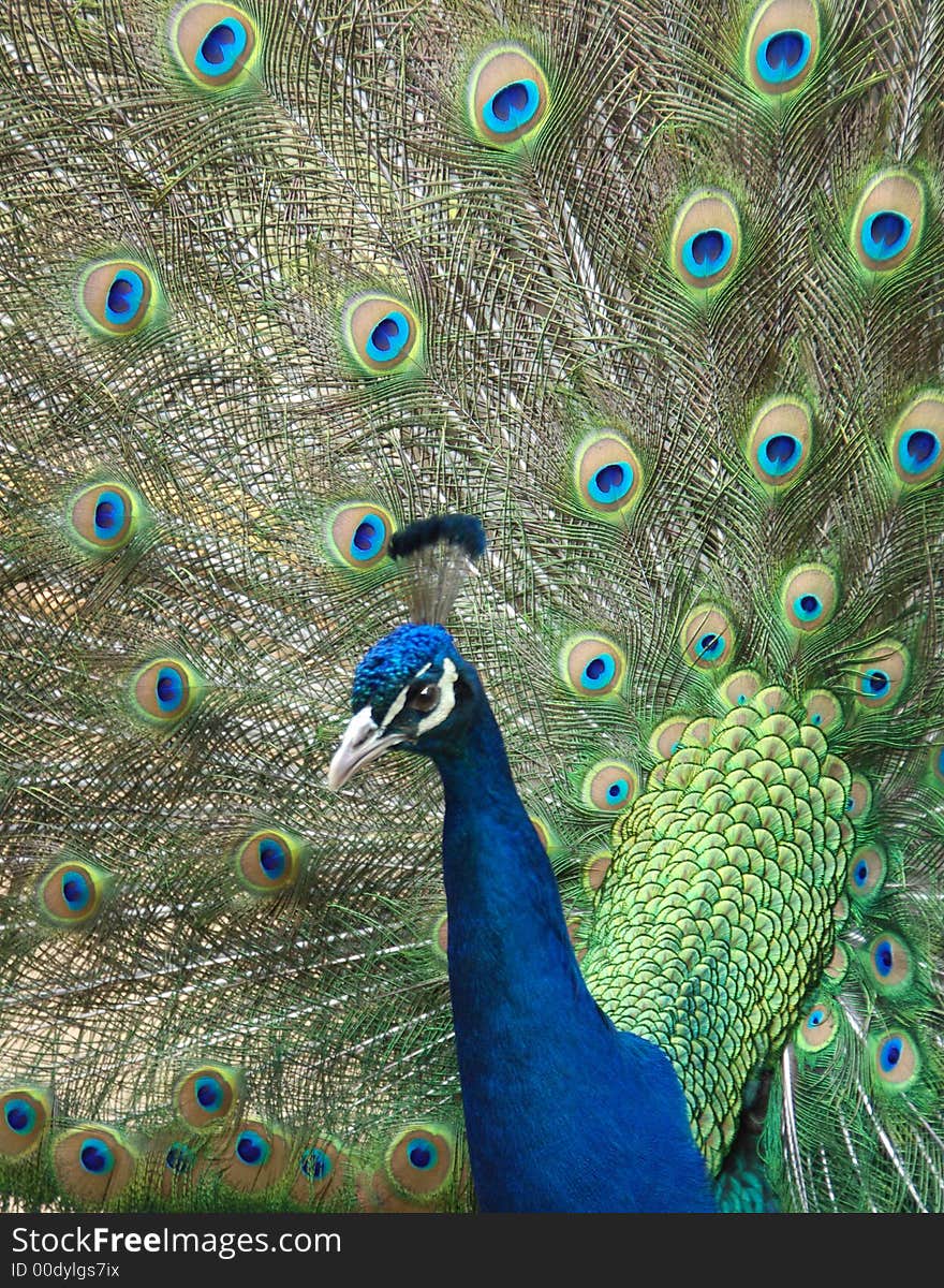 Peacock Displaying feathers