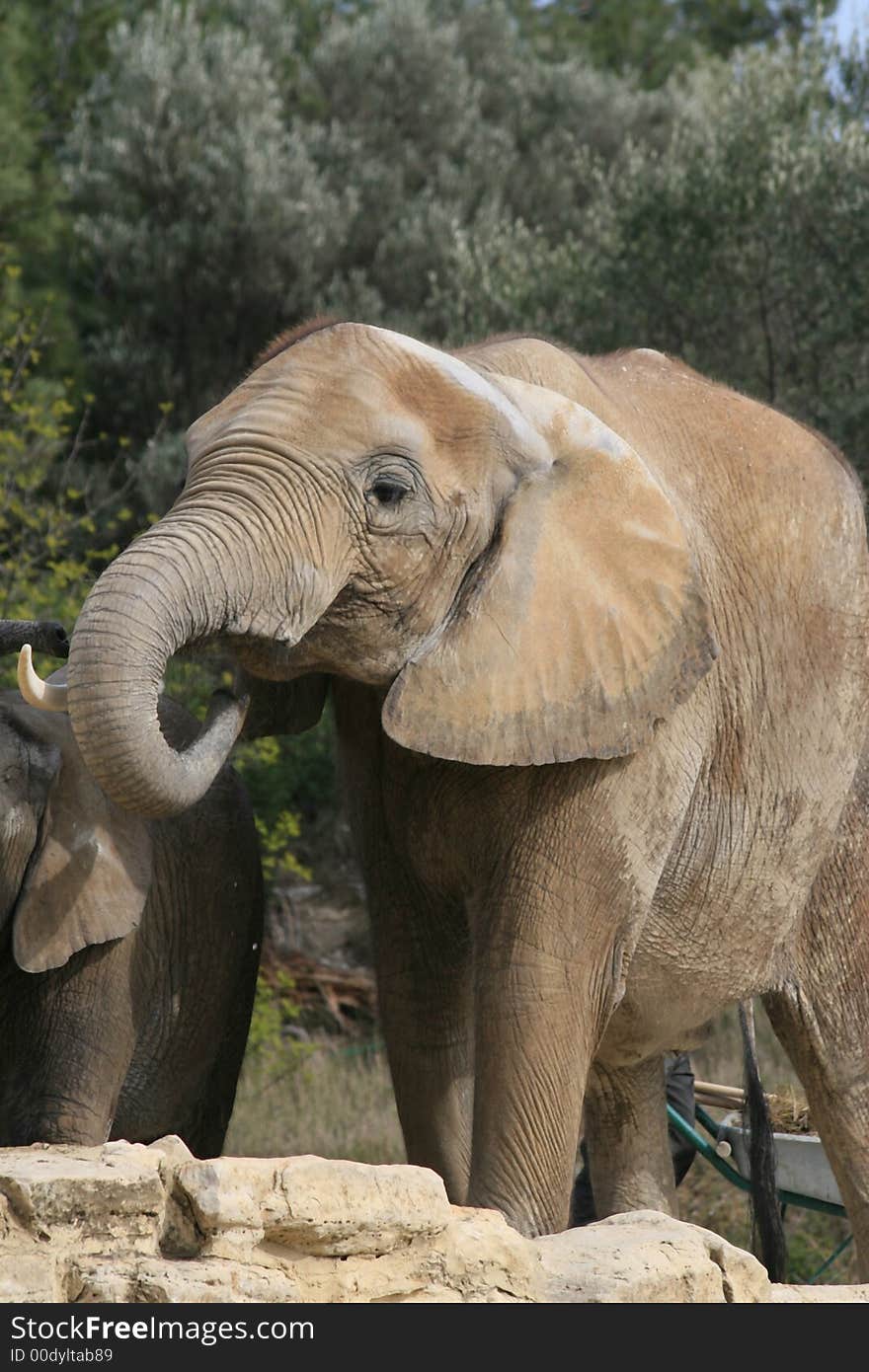 Portrait of the African Elephant