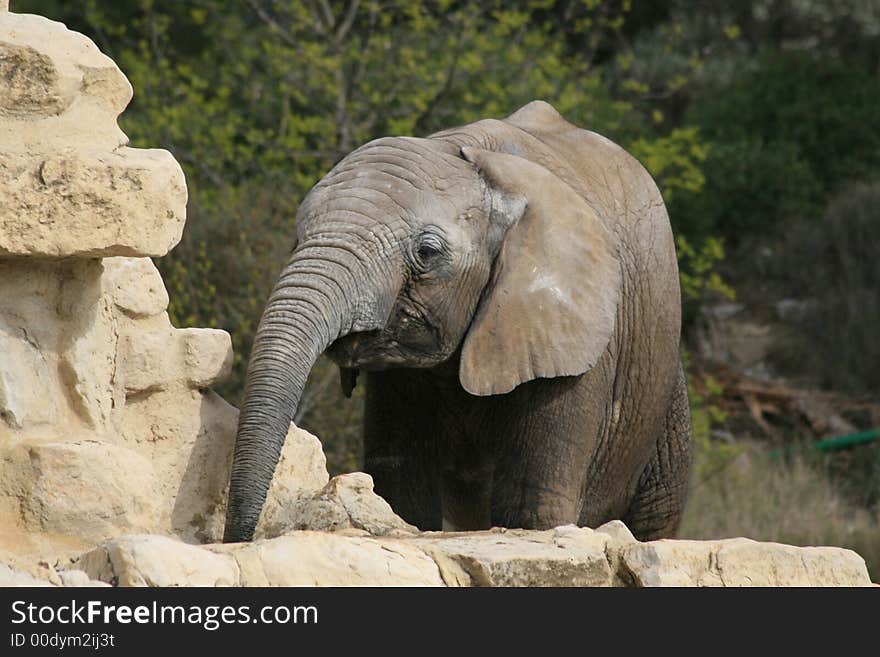 Portrait of the little African Elephant