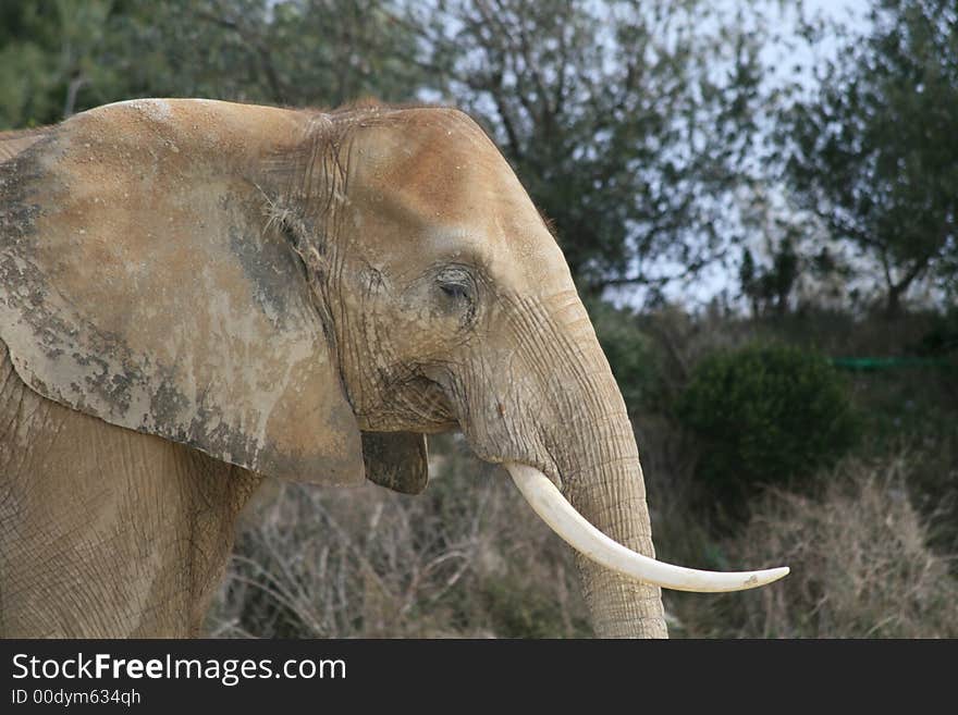 Portrait of the African Elephant