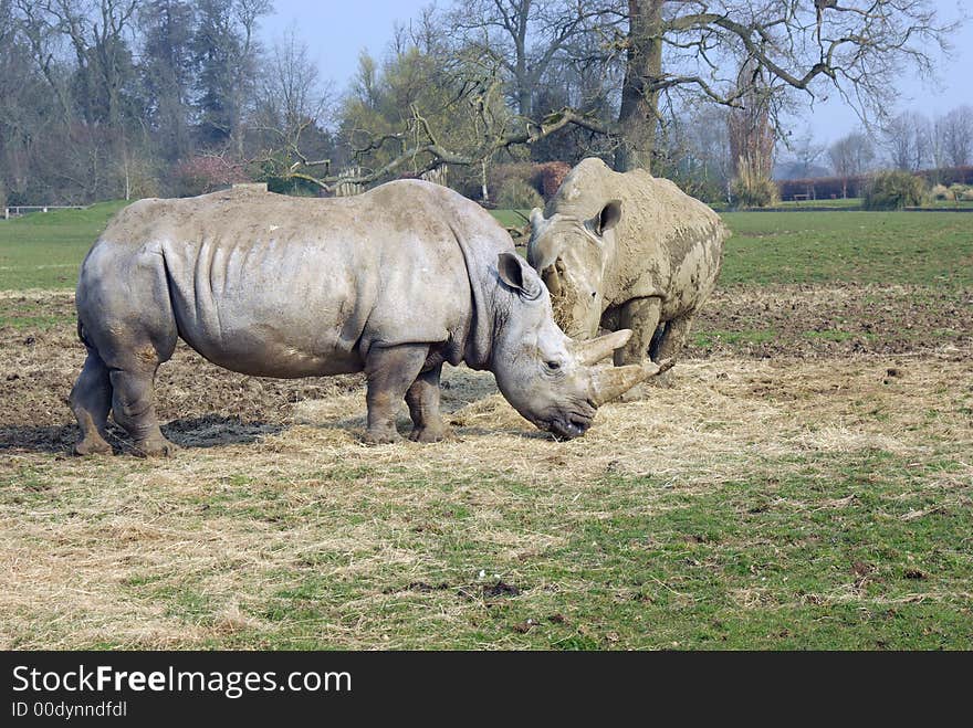 Pair of White Rhinoceros feeding.