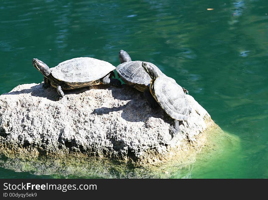 Turtles on a Rock