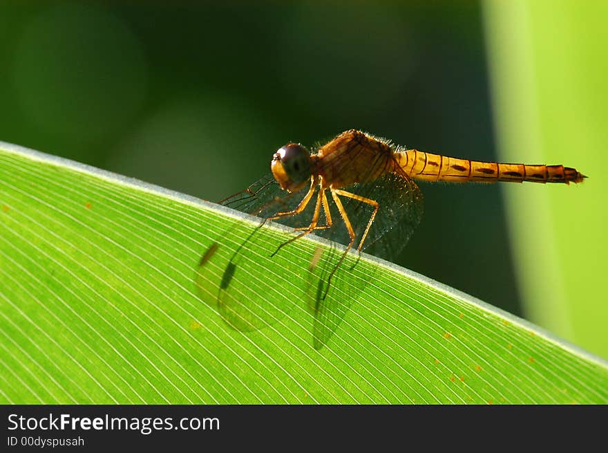 A small yellow dragonfly in the gardens