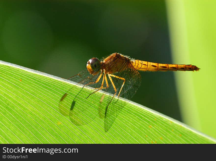 A small yellow dragonfly in the gardens