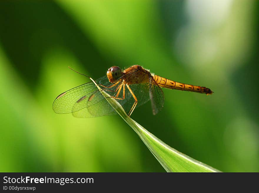 A small yellow dragonfly in the gardens