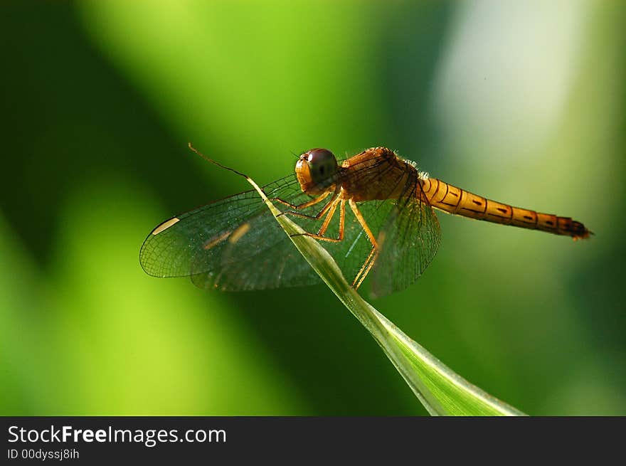 A small yellow dragonfly in the gardens