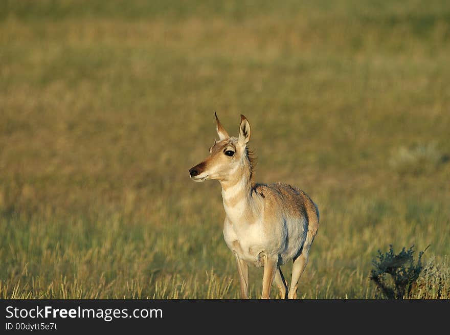 Pronghorn Antelope