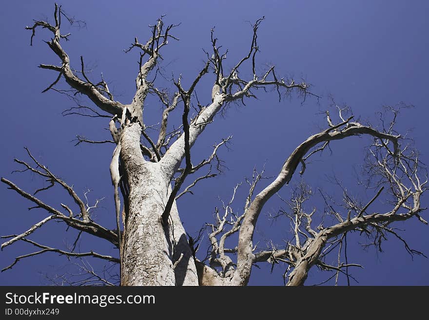 Tall Dead Tree