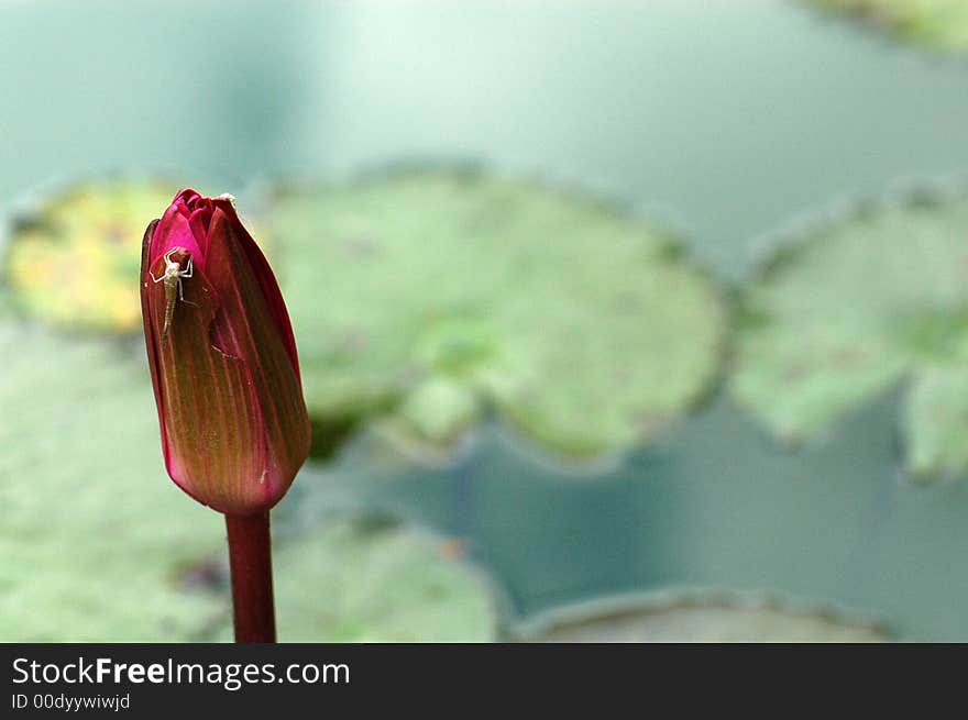 Water lily