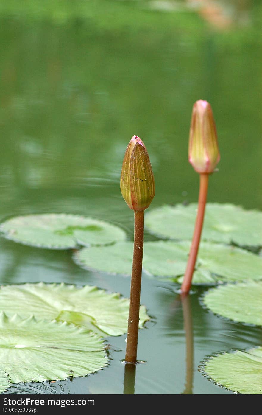 Water lily