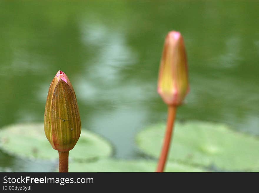 Water lily