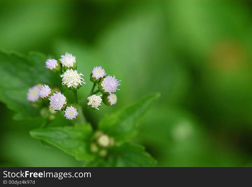 Wild Flowers