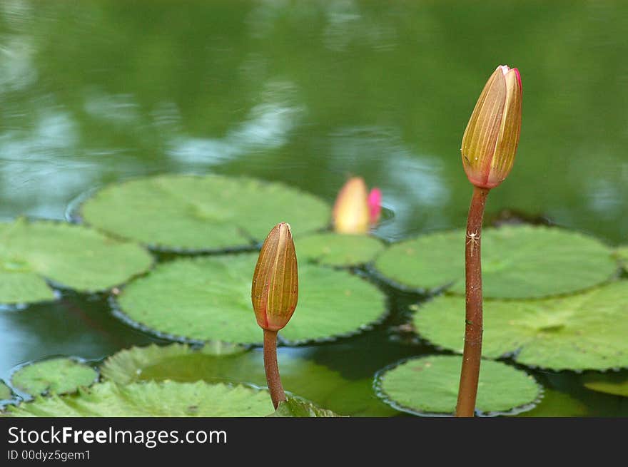 Water lily