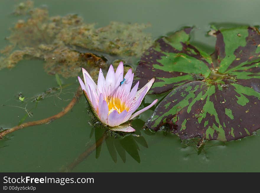 Water lily