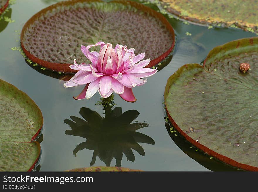 Water Plants