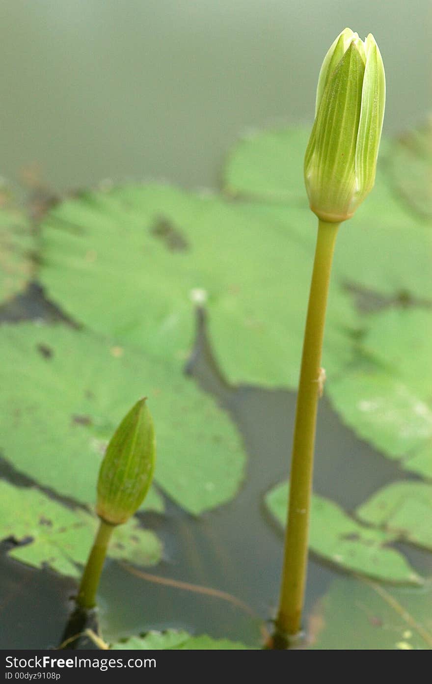 Water lily