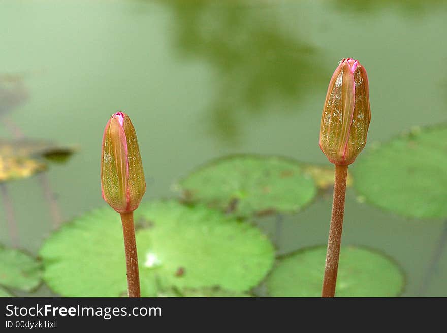 Red water lily