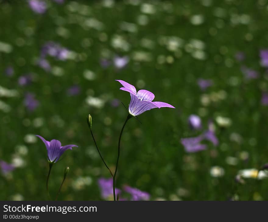 Bellflower standing in the meadow with green background