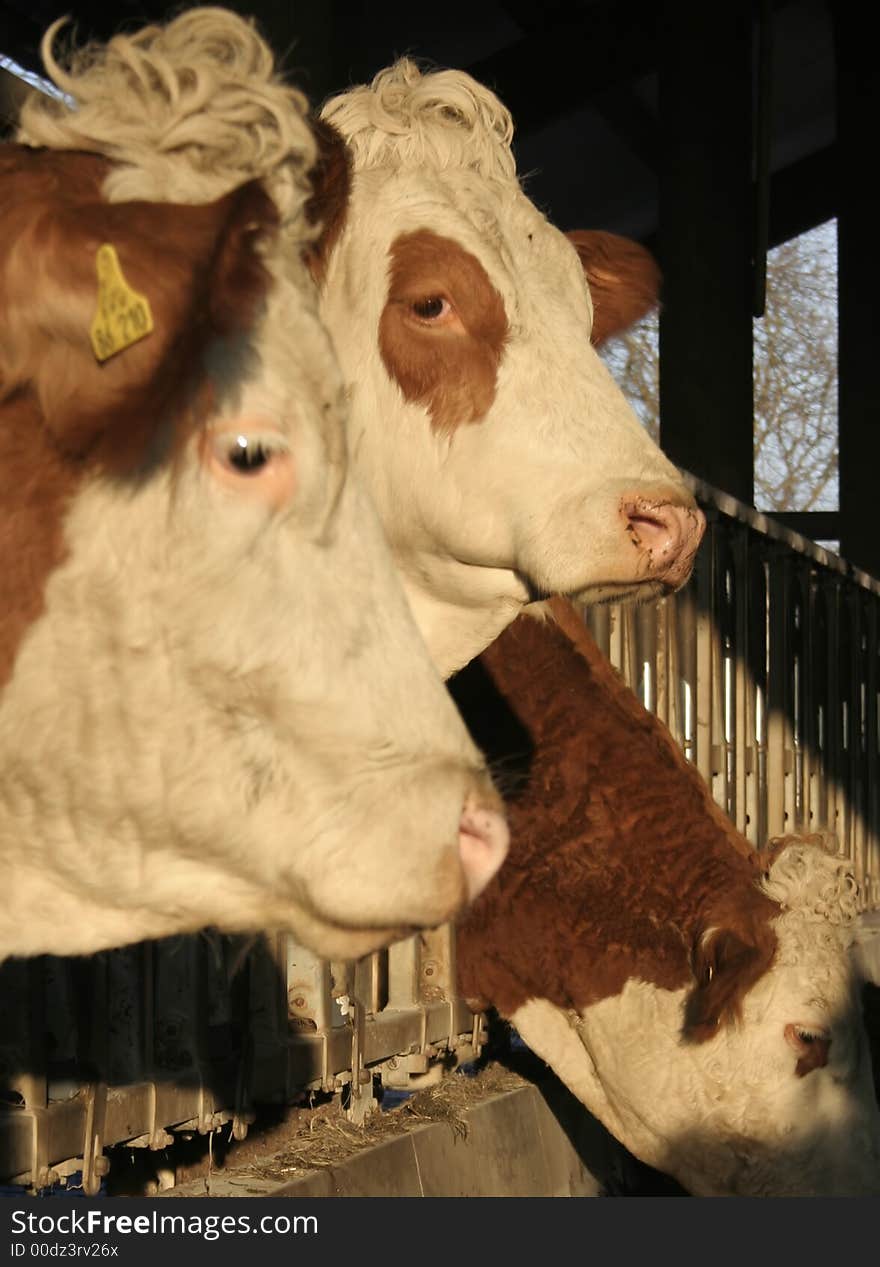 Cows in cage