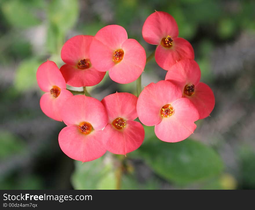 Pink Flowers