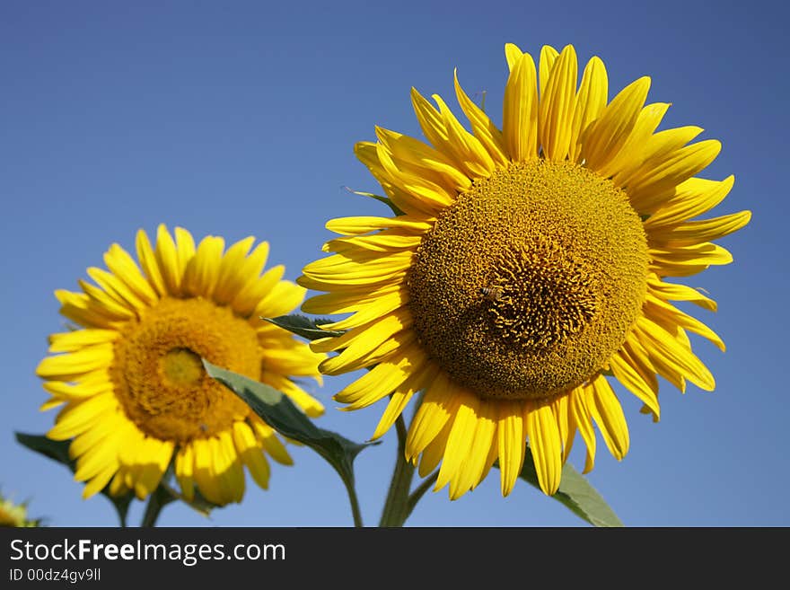 Sunflowers in field