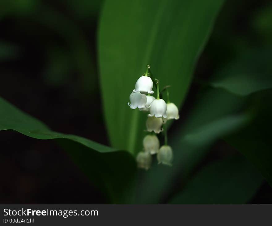 White lilly with green leaves