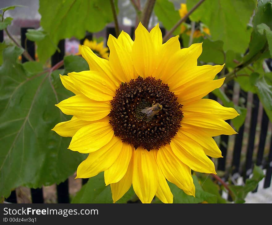 Flower in the garden with a insect on it. Flower in the garden with a insect on it