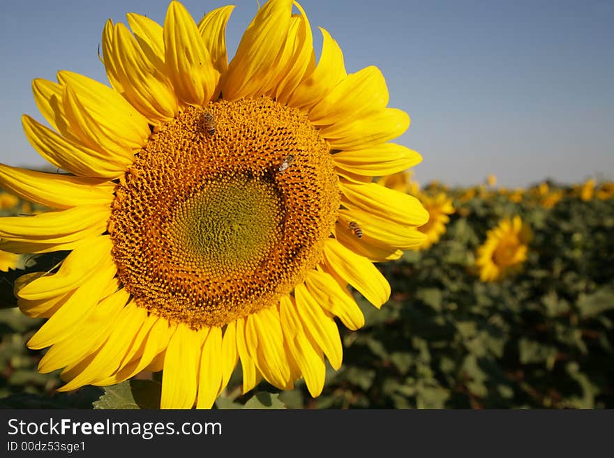 Sunflower in field