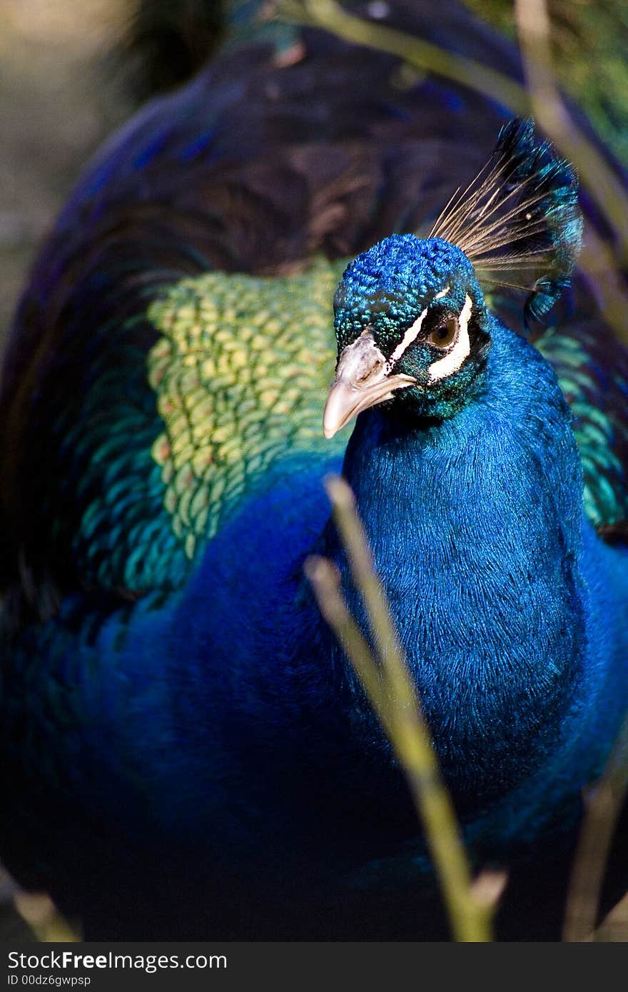 Peacock