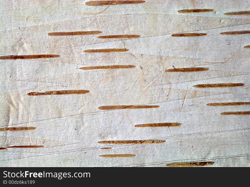 A closeup of birch bark for use as a background. A closeup of birch bark for use as a background.