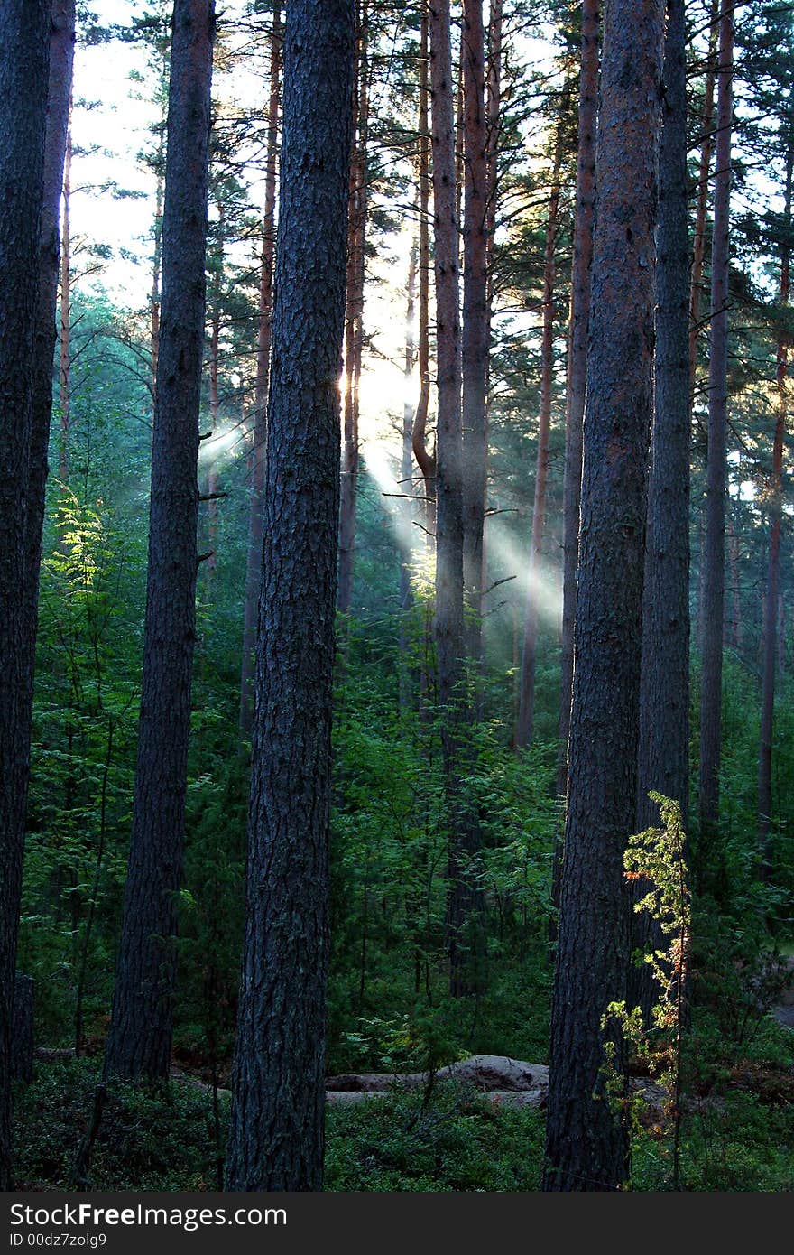 Sunrise in a wood. A wood on coast of lake Sukhodol (St-Petersburg, Russia)