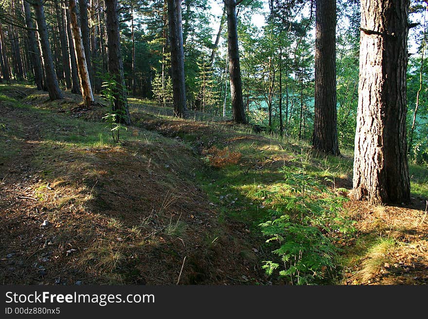 Sunrise in a wood. A wood on coast of lake Sukhodol (St-Petersburg, Russia)