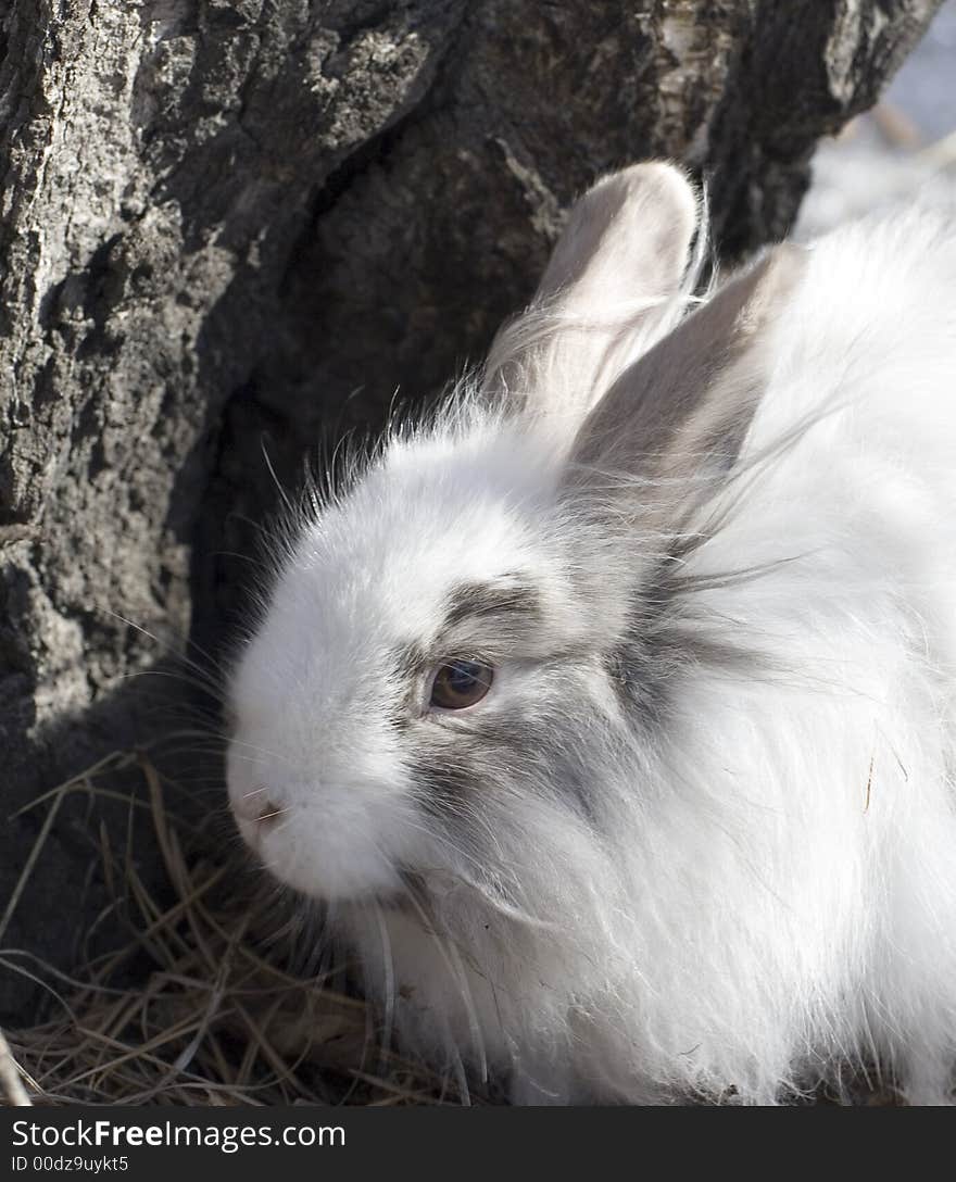 The royal lionhead's rabbit near tree trunk