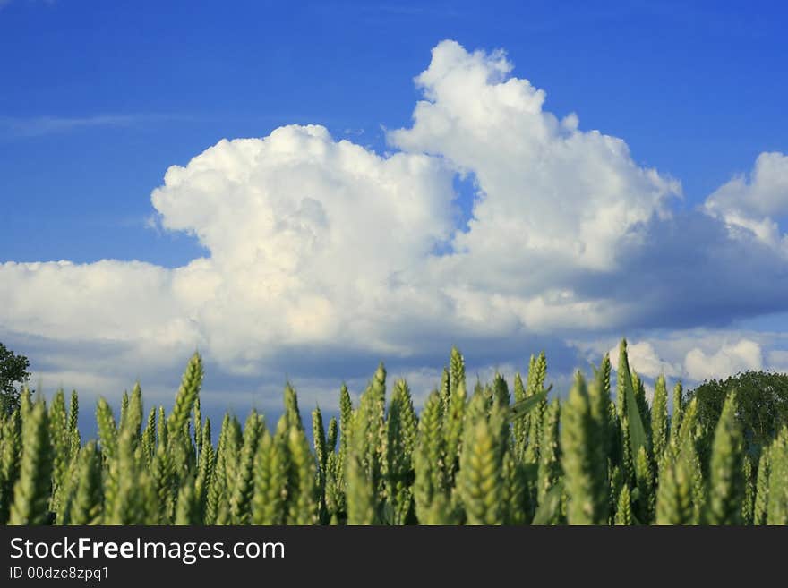 Crops At Springtime