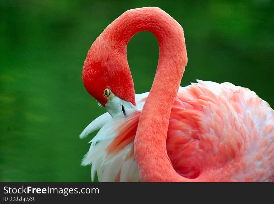 FLAMINGO