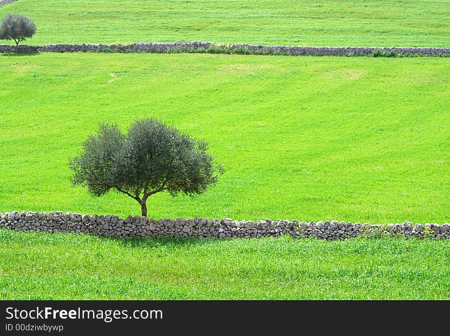 The sicilian landscape, an isolated tree in the country