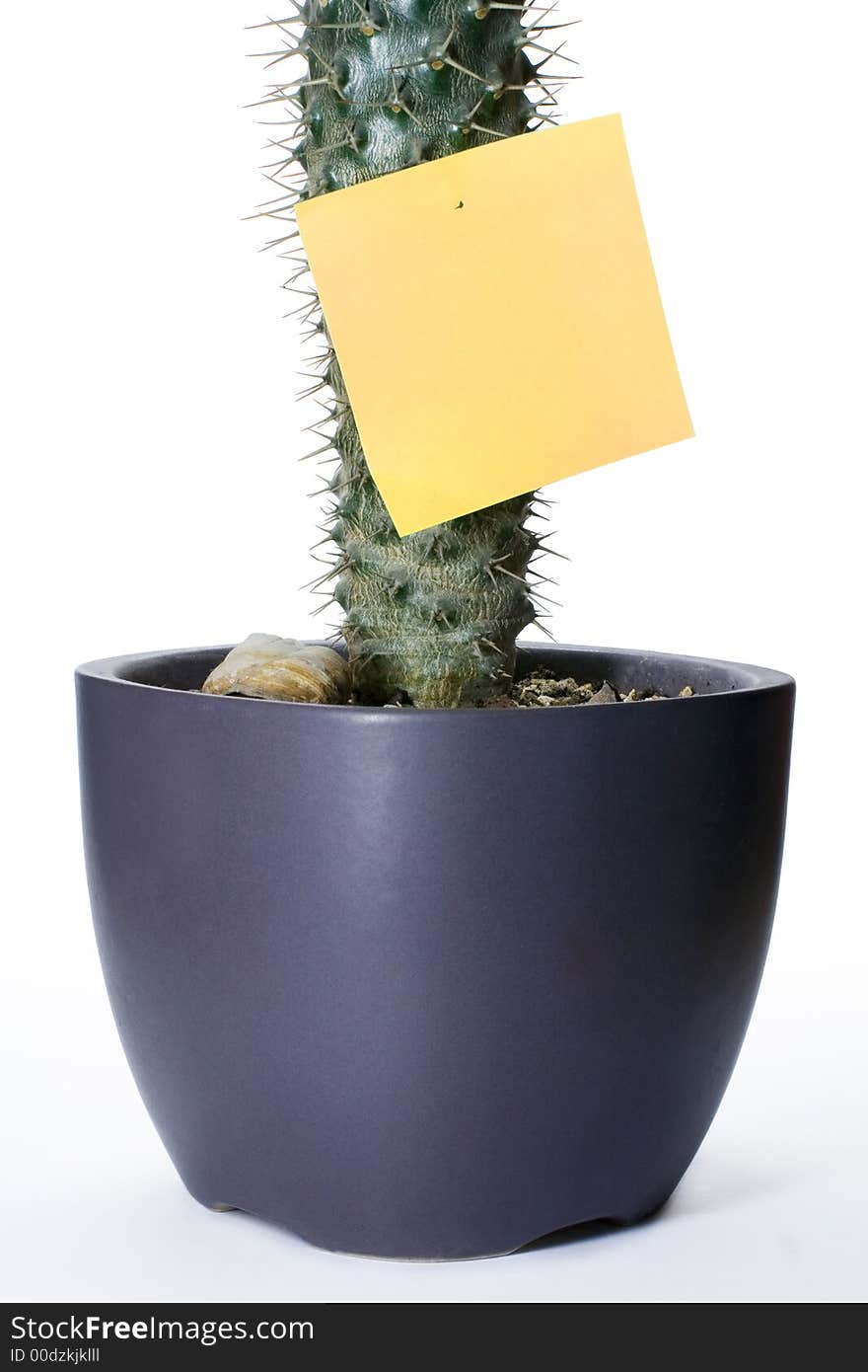 Green cactus with orange sticker. Green cactus with orange sticker