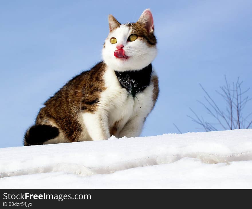 Sick cat licking her face after eating her trophy. Sick cat licking her face after eating her trophy